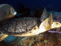   Turtle favorite partner Gray Angelfish  